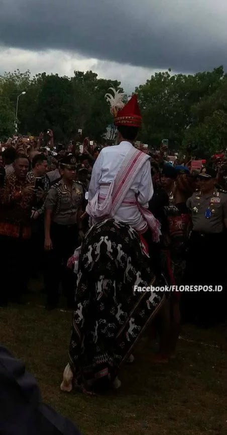 Presiden Jokowi Terima Parang dan Kuda Sumba 5 Presiden Jokowi di punggung kuda Sandelwood