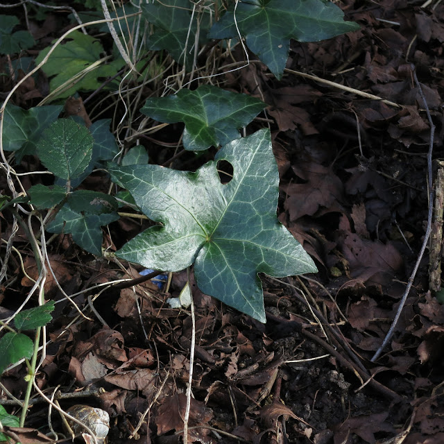 Ivy growing along ground below bushes - one leaf in particular