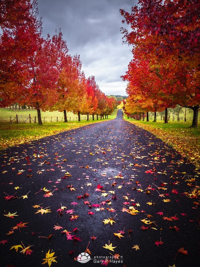 Blue Mountains, New South Wales, Australia Blue Mountains