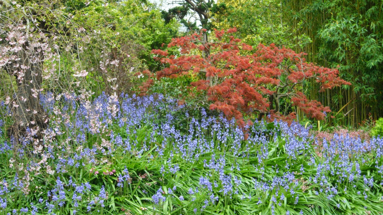musings from the terrace Flowers that bloom in the spring tra la!
