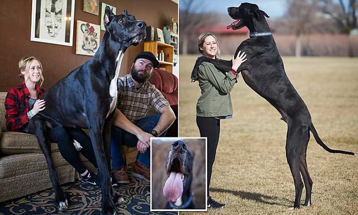 Tallest Living Dog Tallest Living Dog