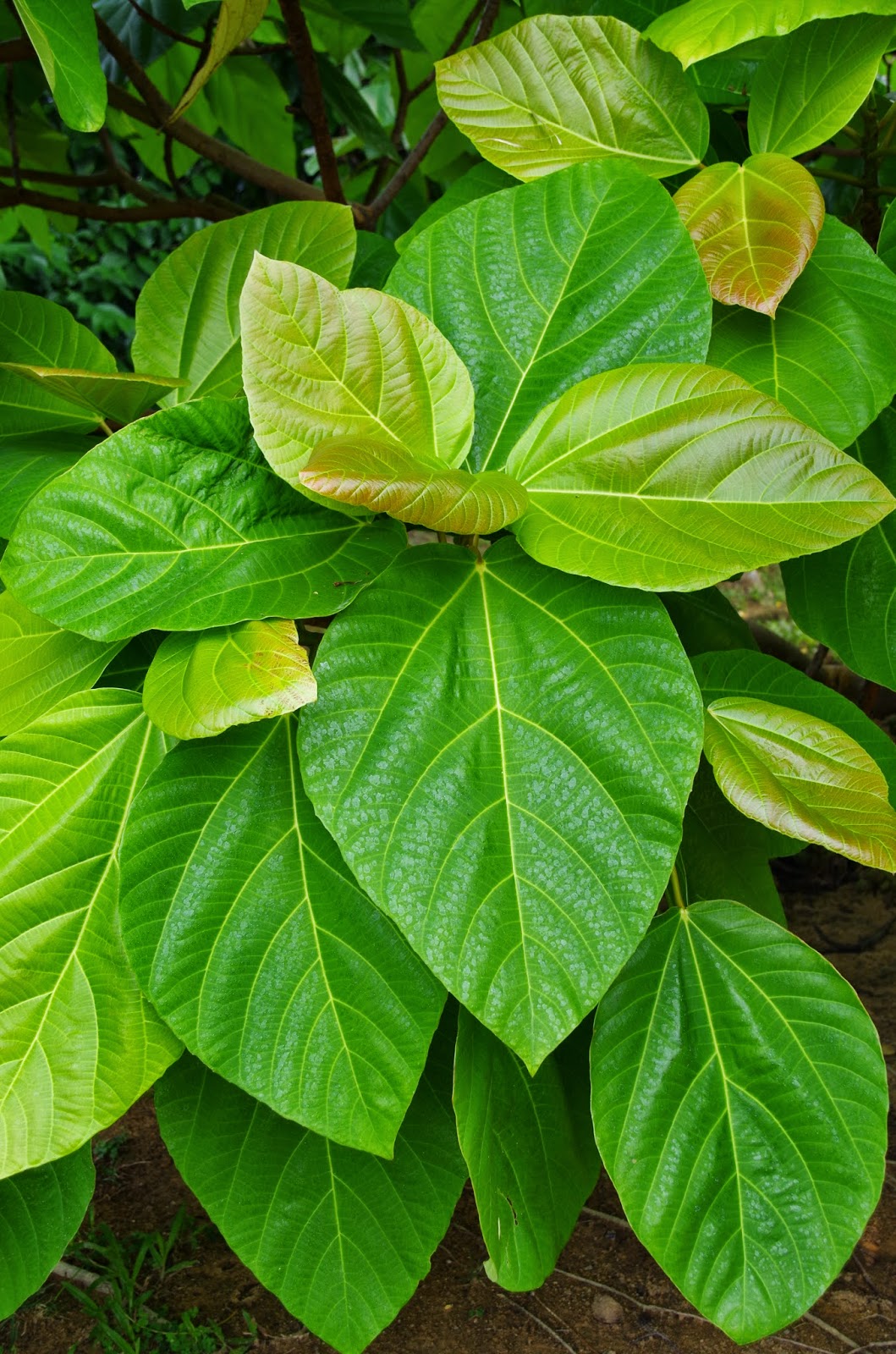 Trees and Plants: Broad leaf Fig, Elephant Ear Fig, Roxburgh Fig