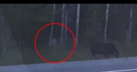 faceless creature stalking moose faceless creature stalking moose