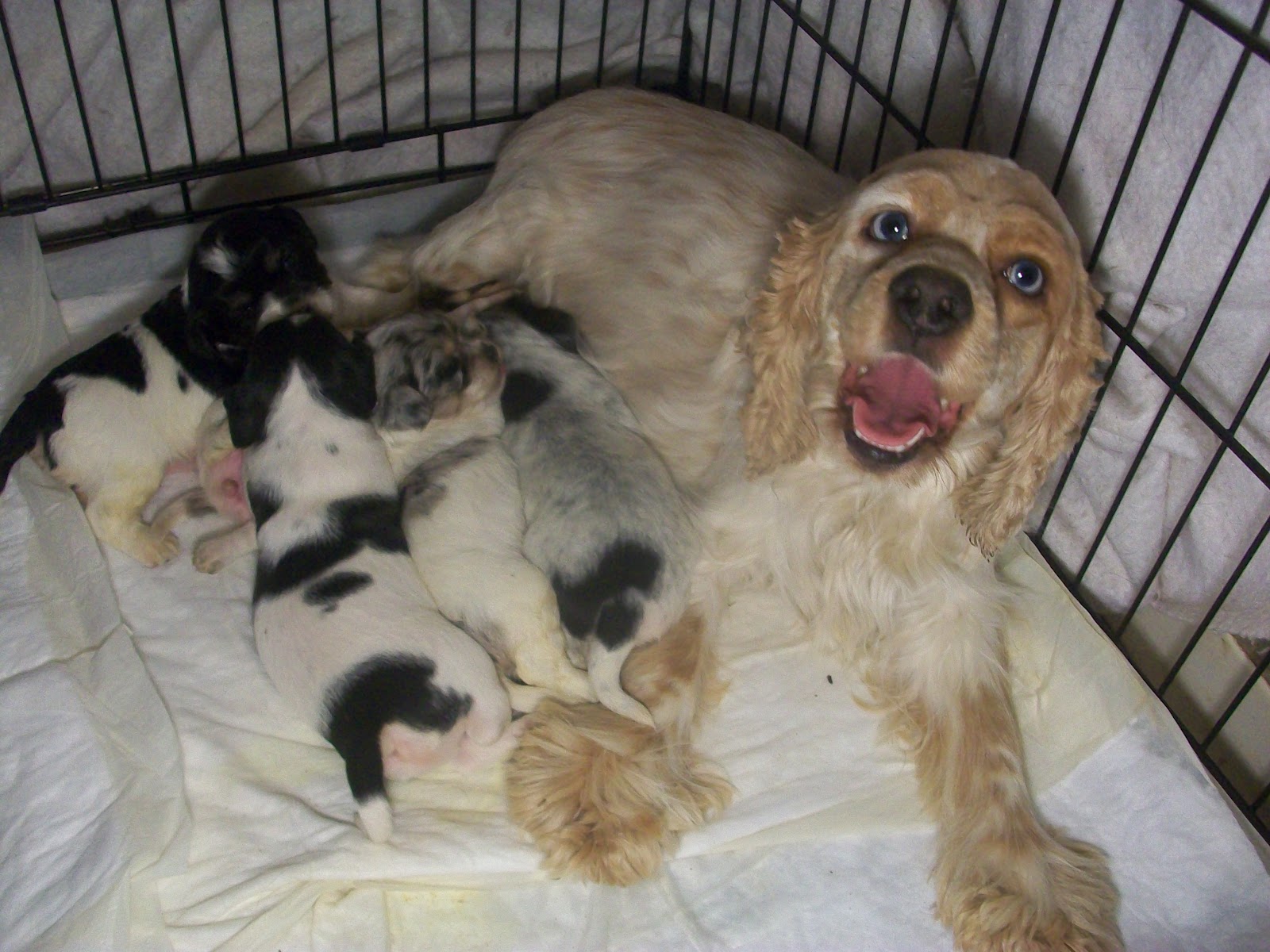 The Random Animal Blog Cryptic Merle The Controversy