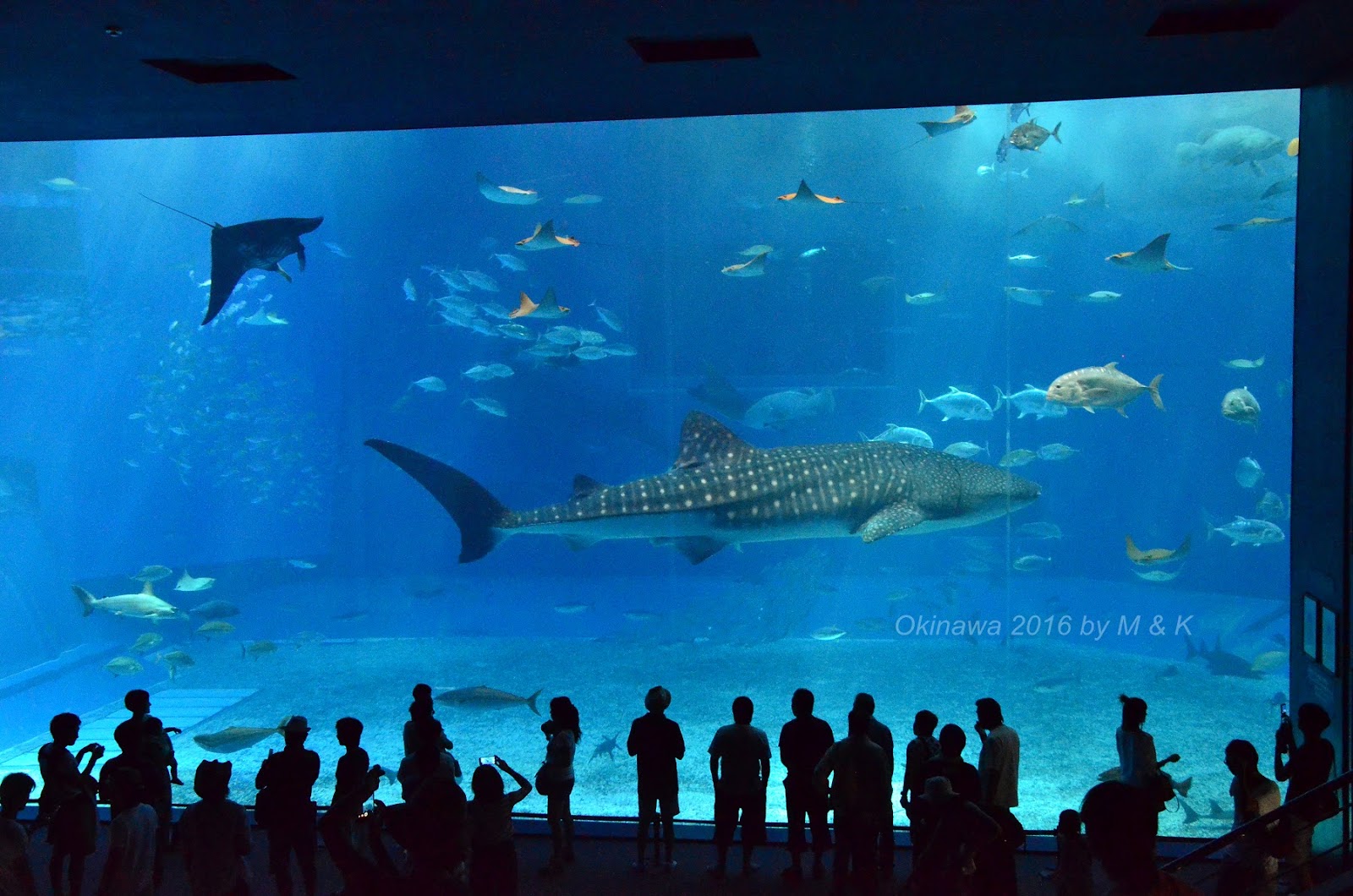 Day 2.3 沖縄美ら海水族館 - 黑潮の海