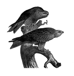 bird kite digital clip antique albatross animal illustrations illustration clipart falcon stamp perch tree clipartmag beach