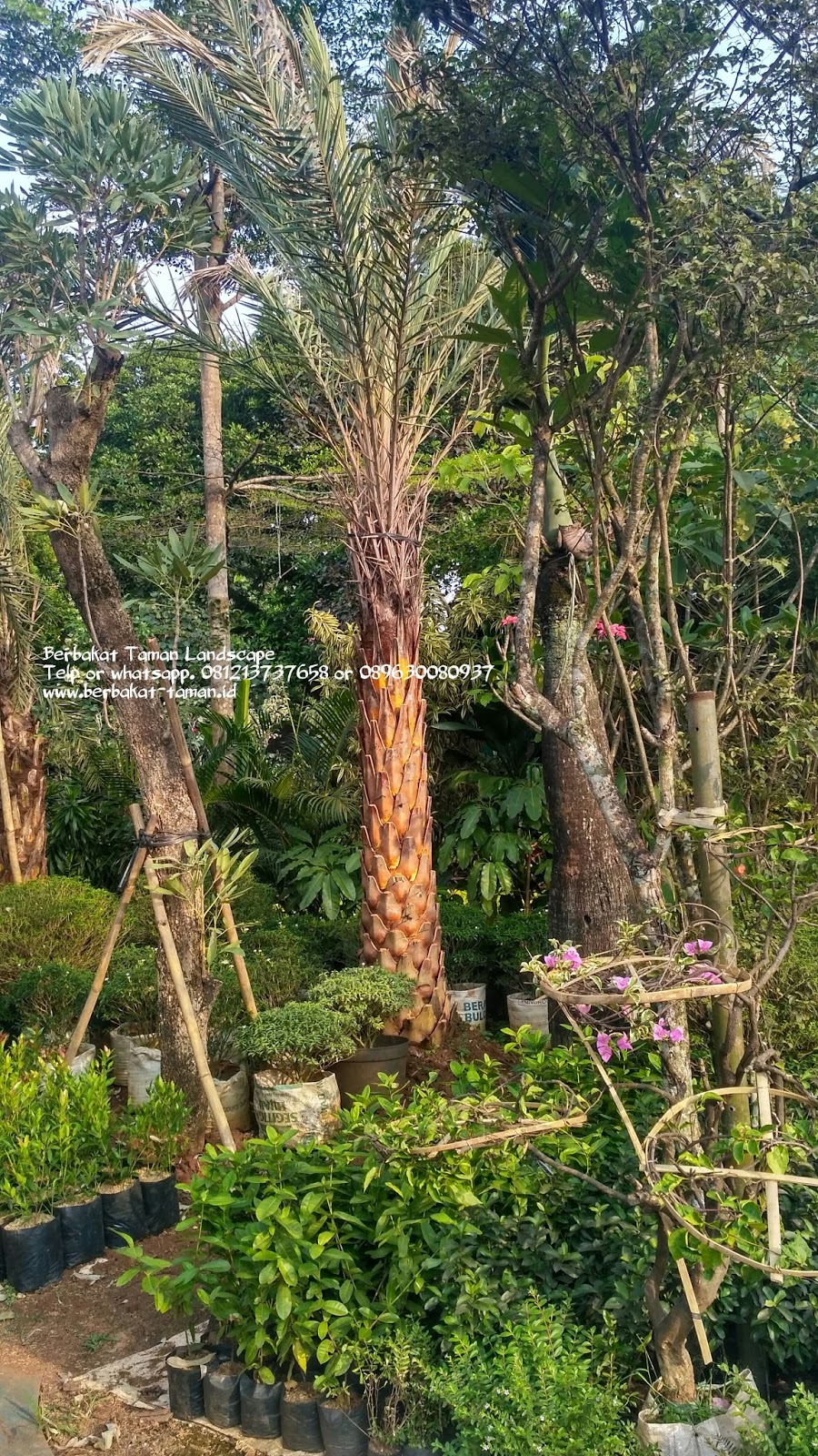 Tukang Taman Minimalis Murah Dan Jual Tanaman Hias Murah Berbakat