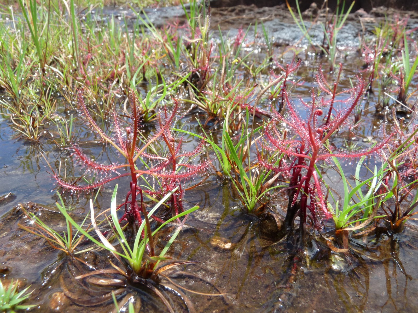 трава растущая на болоте. ситняг болотный. аир болотный (acorus calamus). ситняг болотный (болотница). трава растущая на болоте.