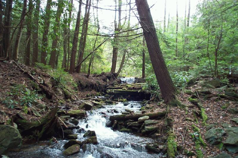 The Fields of the Wood Central Pennsylvania Travelogue Fields Run Trail