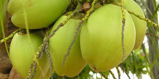 CARA MERAMU JAMU UNTUK OBAT KOLESTROL.air kelapa muda