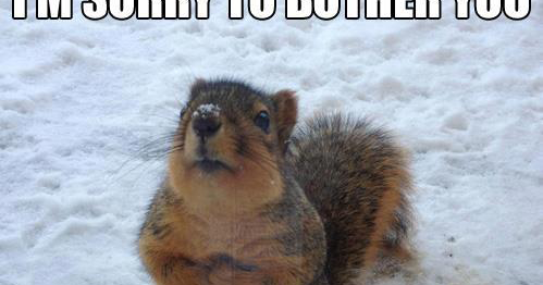 Funny and cool animal memes