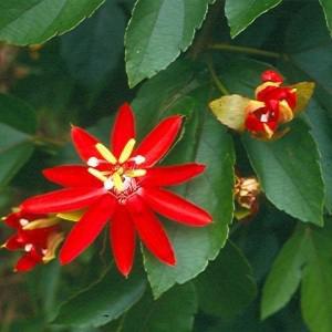 Jual tanaman rambat passiflora merah/ bunga merah ( red passion flower) | supplier tanaman