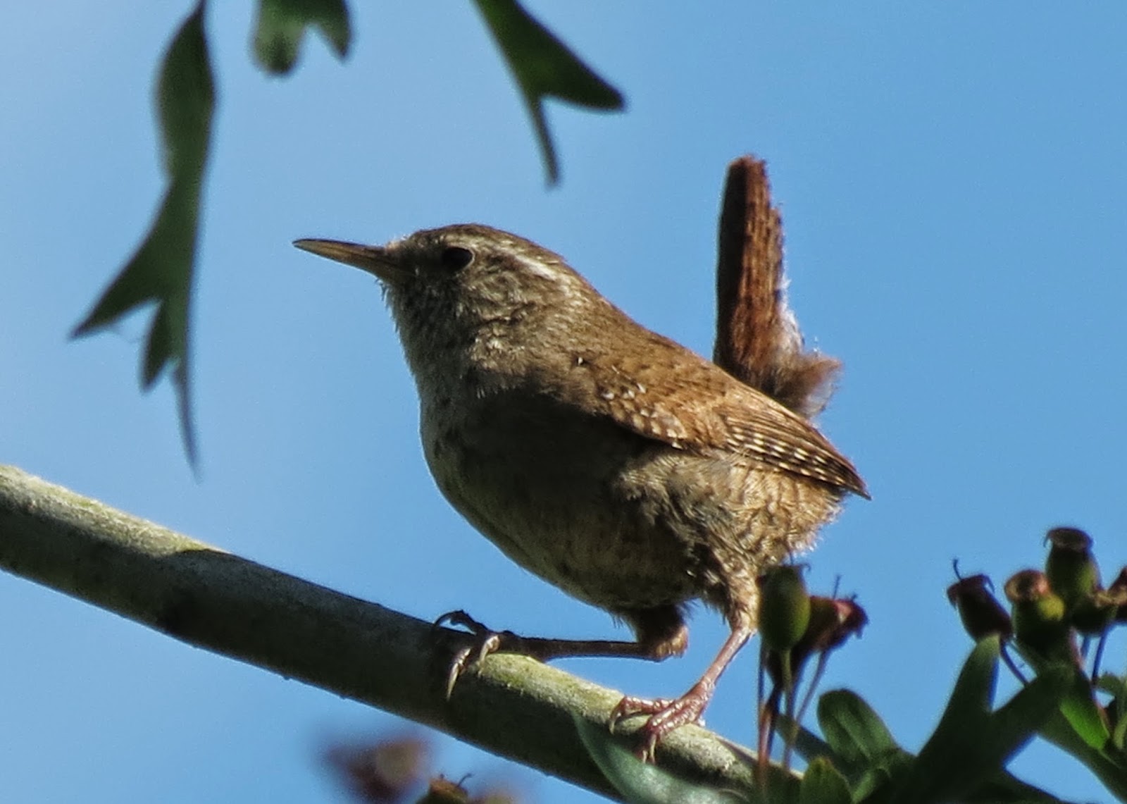 BIRDING AMERSHAM Jenny WREN