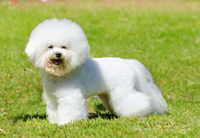 42 fotos de cachorros adoráveis Elfandarilha