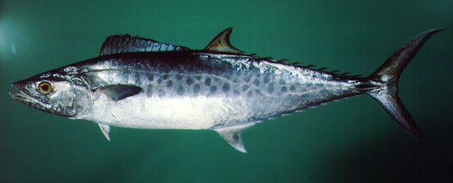 Ikan Tenggiri (Scomberomorus commersoni) - Biota Dunia Perairan