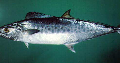 Perbedaan Ikan Tuna Tongkol Tenggiri Dan Kembung - Tips Membedakan