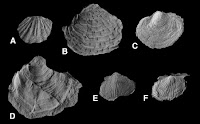 http://sciencythoughts.blogspot.co.uk/2015/12/evidence-for-middle-permian-extinction.html