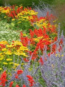 James Gardens primary colour annuals late summer by garden muses- a Toronto gardening blog