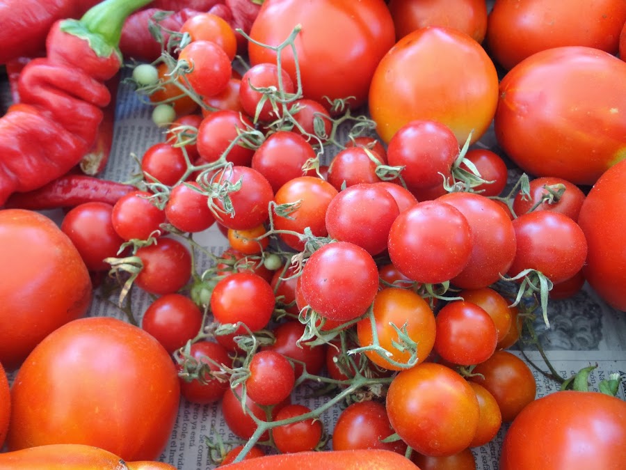 COSECHA DE TOMATES CHERRY.
