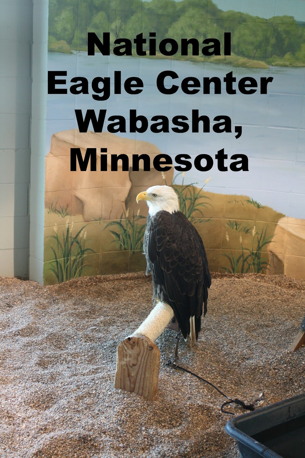A Little Time and a Keyboard National Eagle Center in Wabasha, Minnesota