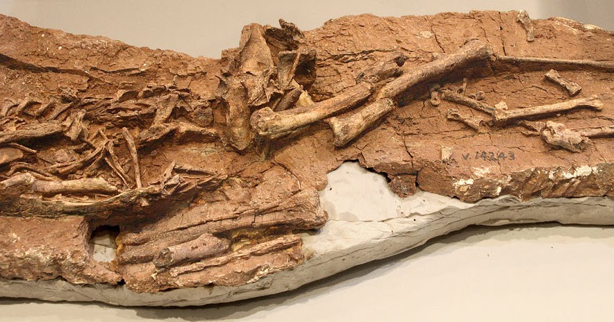 Extinct Animal of the Week: A Paradoxical Dinosaur