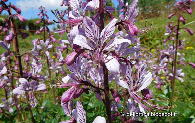 dittamo dictamus albus erbe officinali aromatiche petali per tisane confetture della fattoria didattica dell ortica a Savigno Valsamoggia Bologna in Appennino vicino Zocca