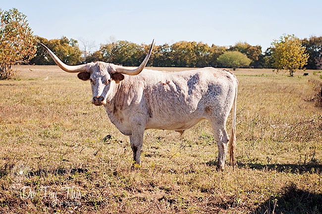 Longhorn cow Wordless Wednesday Photography