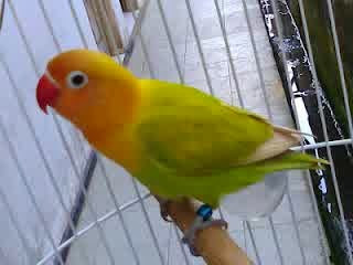burung kicau lovebird burung kicau lovebird, burung lovebird, kicau lovebird, lovebird