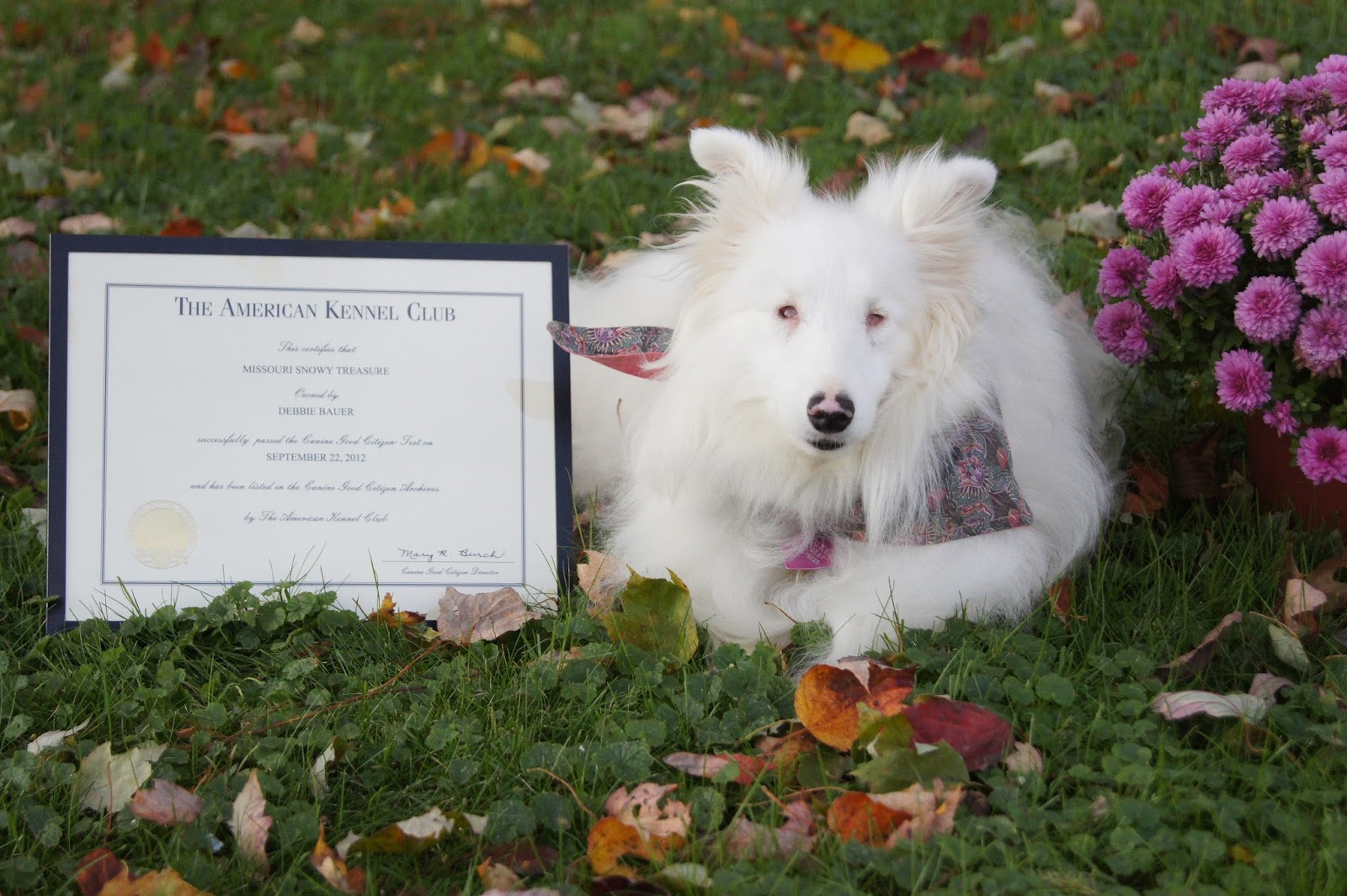 White Dog Blog New Project Posts! CGC with Blind/Deaf Dogs