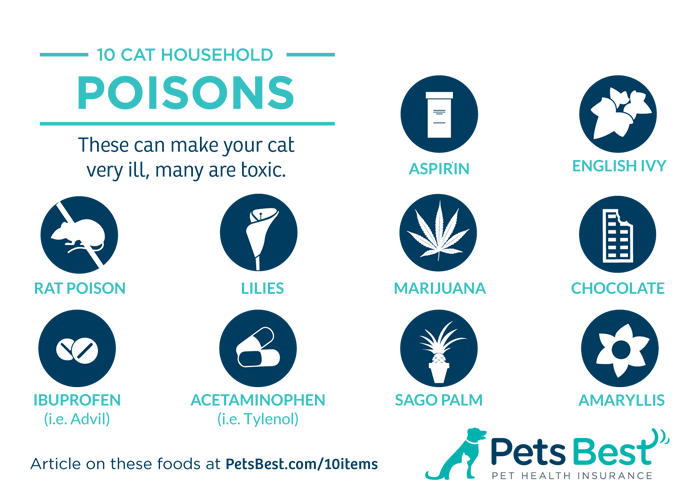 Kender Siberians And The Siberian Cat Lady Common Cat Poisons