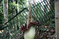 bunga bangkai kebun raya bogor