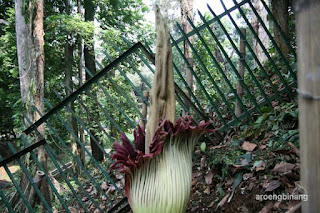 bunga bangkai kebun raya bogor