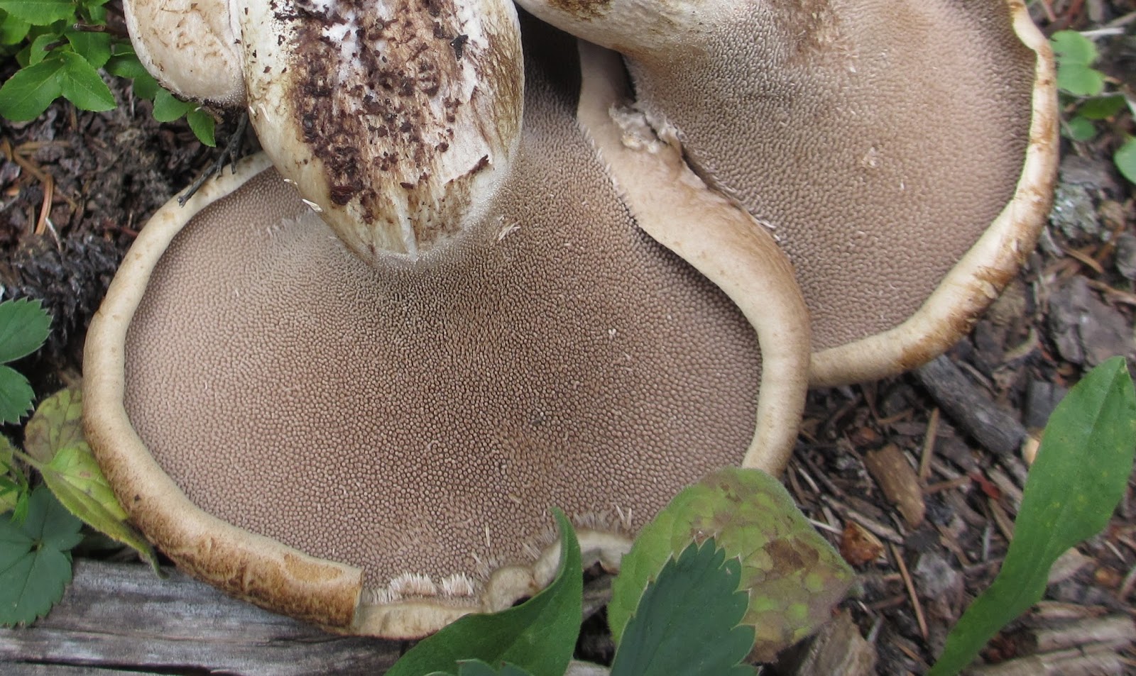 Cannundrums Hawks Wing and King Bolete Mushrooms Soup and Stir Fry