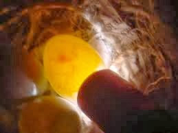 telur isi atau produktif telur isi atau produktif, telur isi, telur produktif
