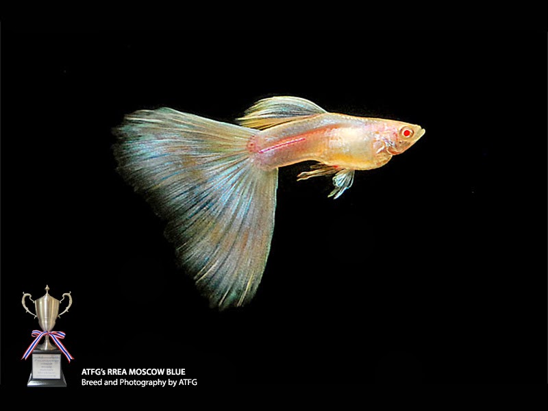 LOS GUPPYS IMPORTADO Y SU VARIEDAD LOS GUPPYS IMPORTADO Y SU VARIEDAD