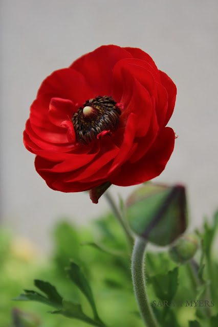 The Red Ranunculus, Sarah Myers flower, red, ranunculus, favorite, photography, sarah, myers, nature, spring, plant, garden, bloom, bud, beauty, scarlet, colour, color, amy, myers, smallsunnygarden, small, sunny, desert, bulb, perfect, bright