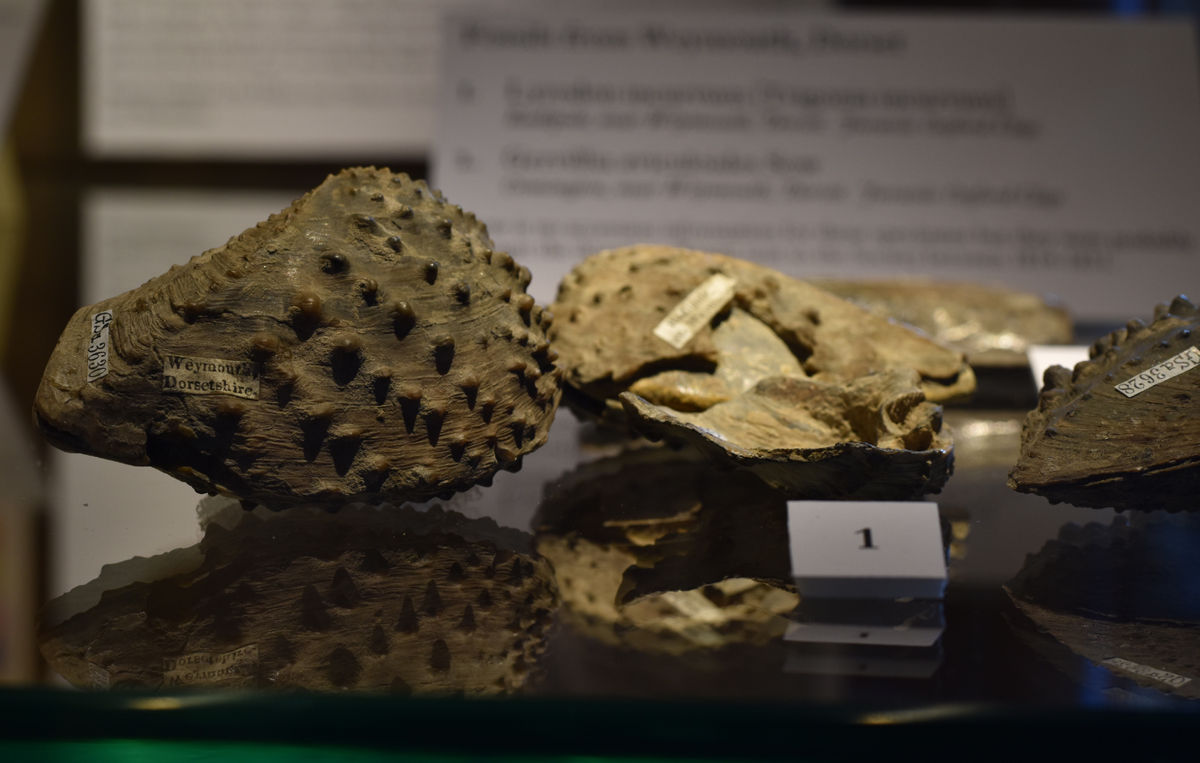 BritGeoData British Geological Survey ETHELDRED the first