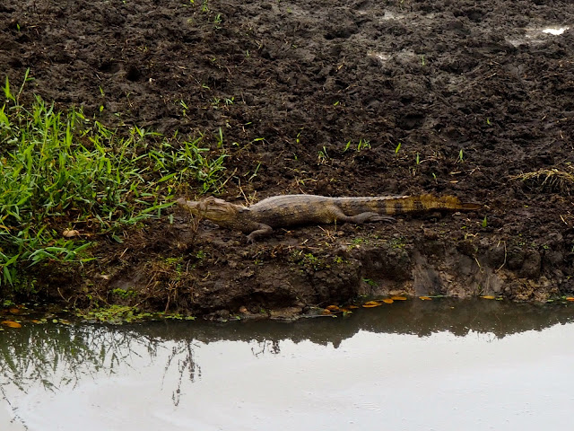 Crocodile in Caño Negro, near La Fortuna & Arenal, Costa Rica