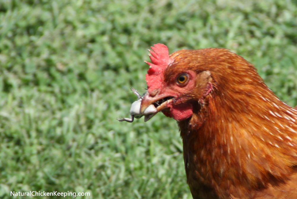 Natural Chicken Keeping How to Eat a Lizard