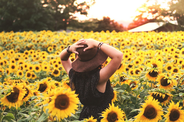 Bask In The Glory Of A Sunflower Field