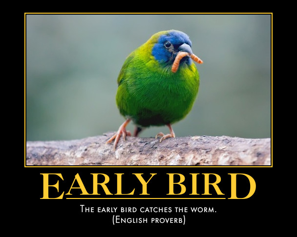 Birds catch. The early Bird catches the worm. Early Bird gets the worm. The early Bird catches the worm русский эквивалент. The early Bird catches the worm картинка пословицы.