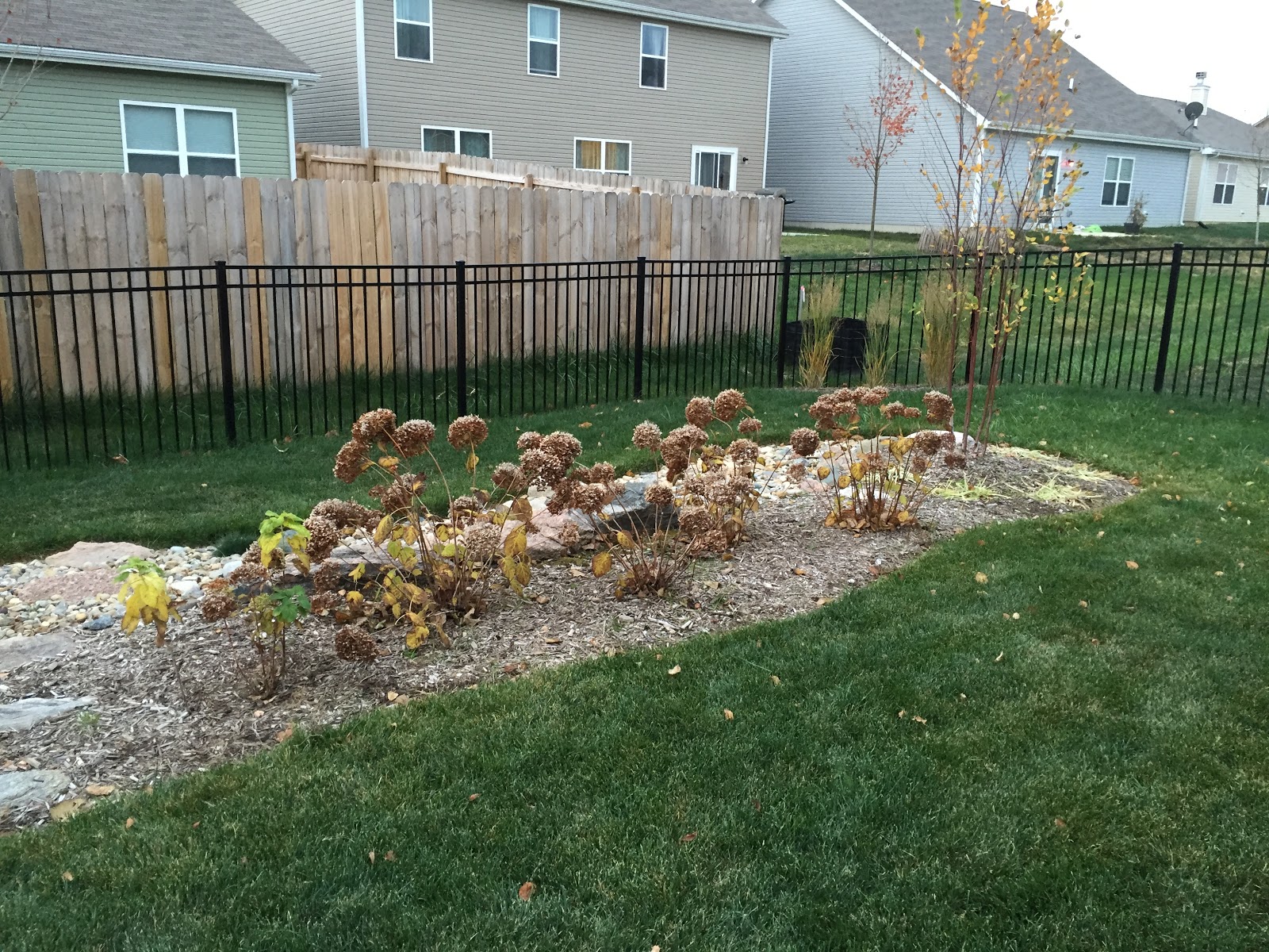 Backyard neophyte landscaping blog october 2015