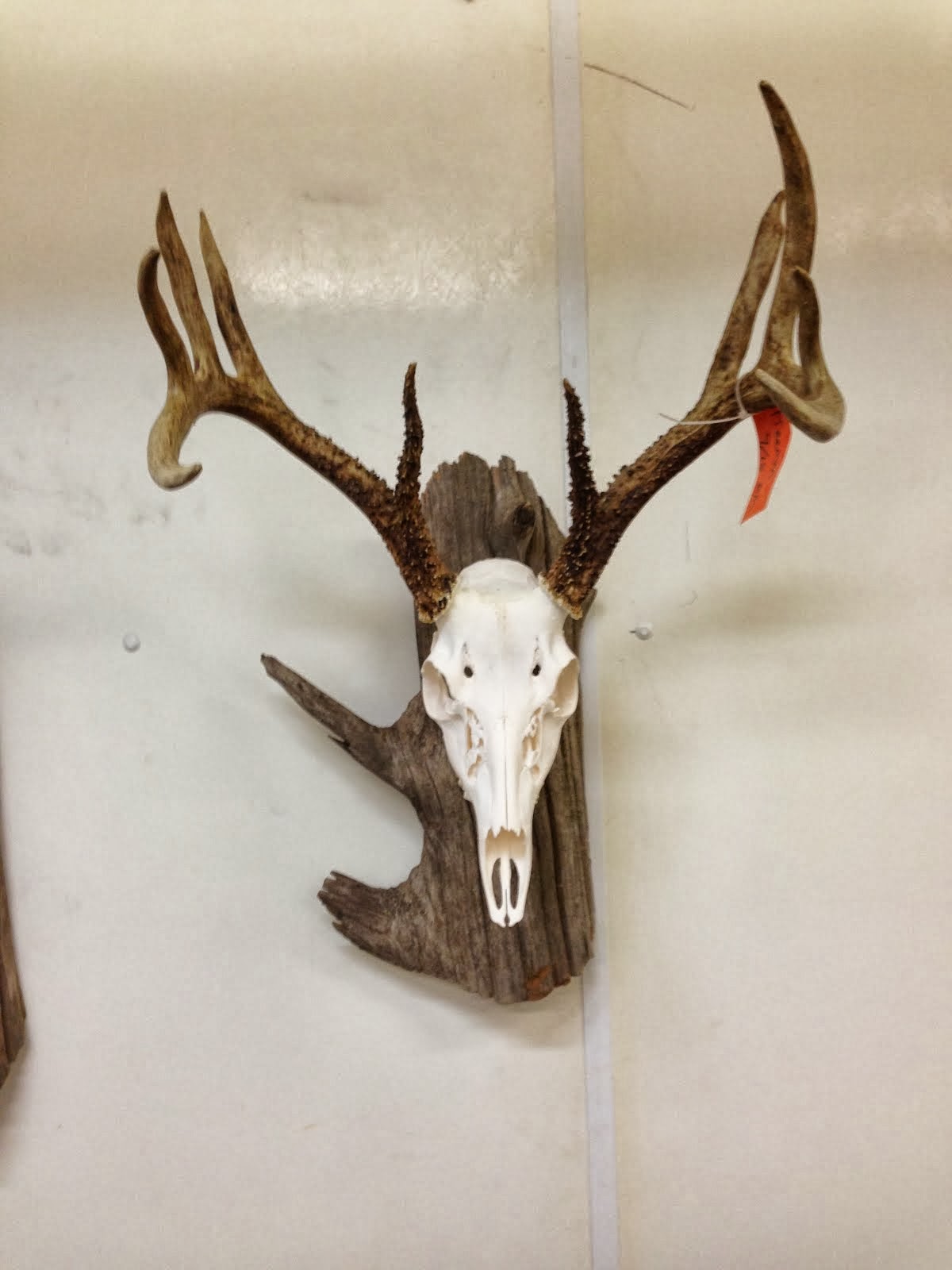Cordray's New option for skull mounts. On driftwood!