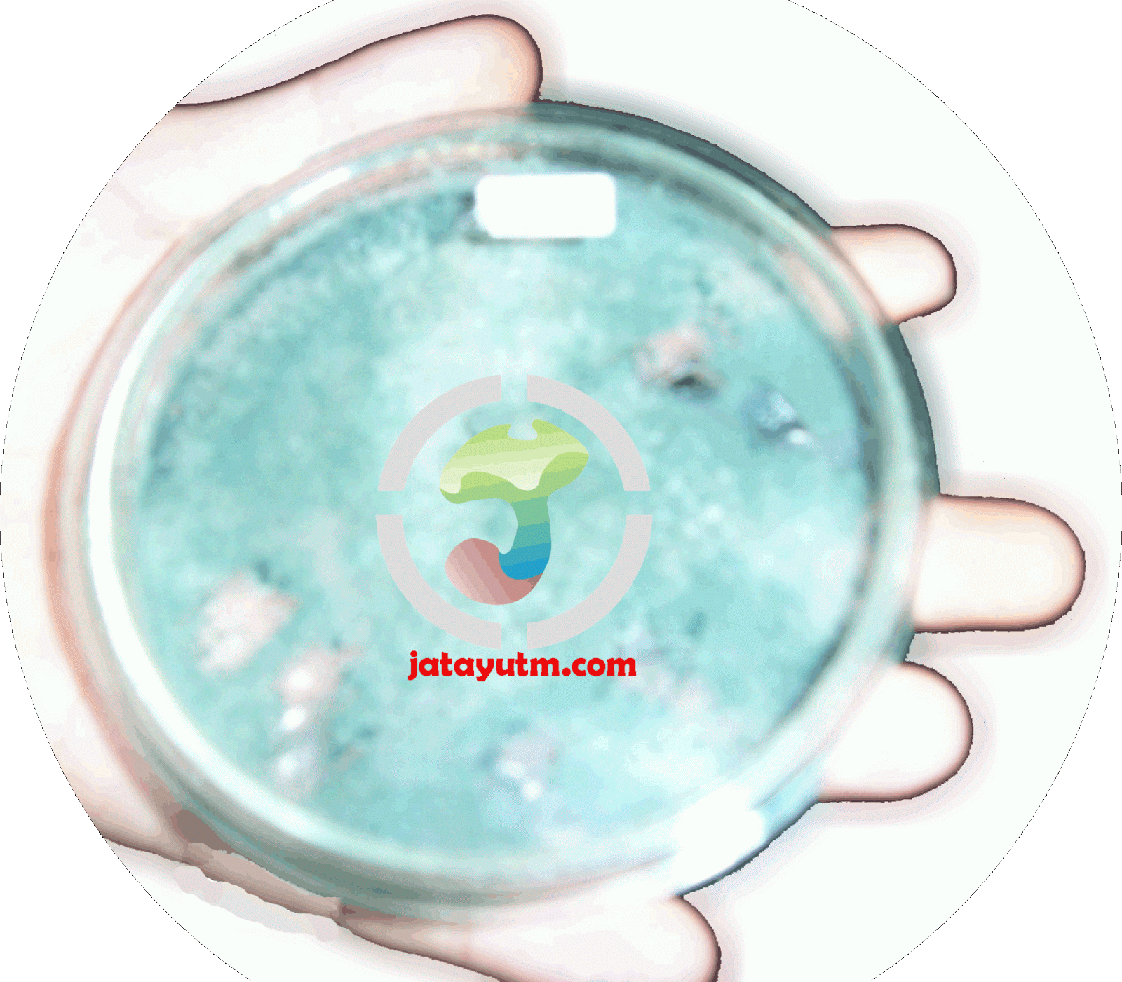 pusat pelatihan budidaya jamur jakarta bogor dan tangerang pusat pelatihan budidaya jamur jakarta bogor dan tangerang
