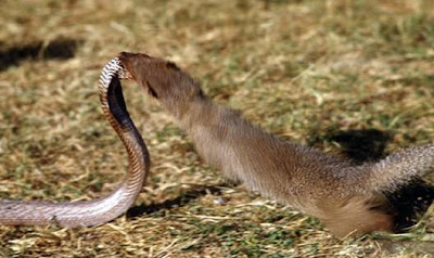 Mangosta atacando una cobra
