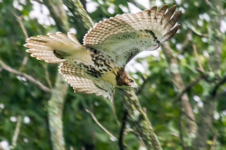 See What I See: The Red Tail Hawk