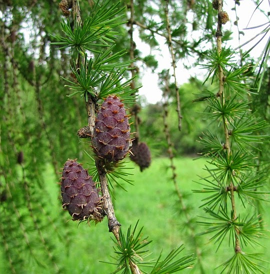 Modrzew europejski (Larix decidua). Modrzew europejski (Larix decidua).