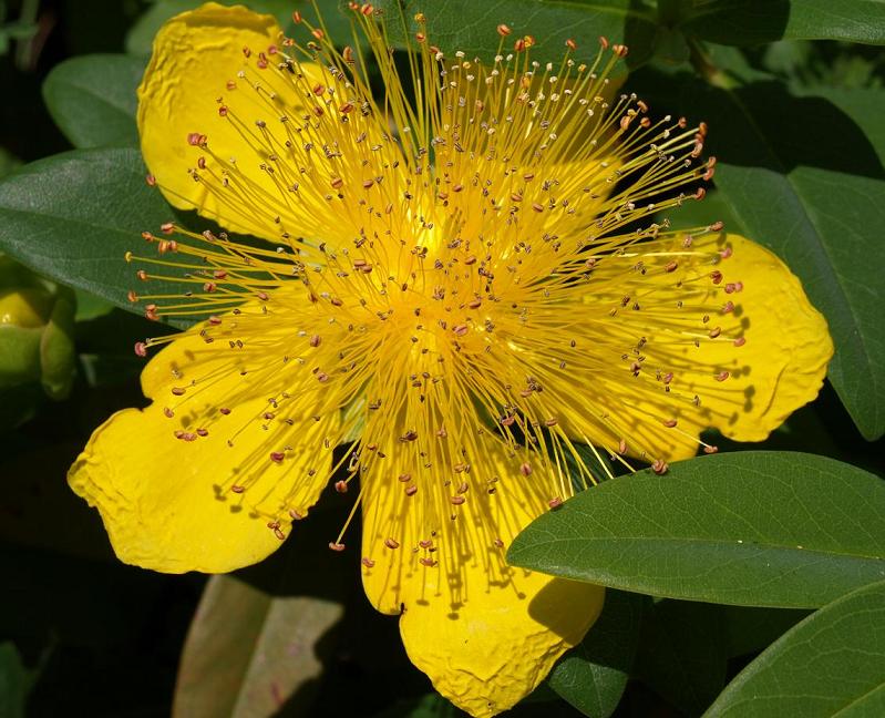 Why Would Chocolate Cake Give Me Diarrhea?