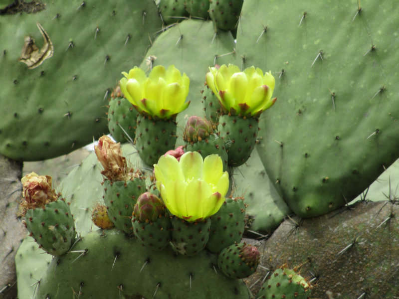 El nopal - blog 11
