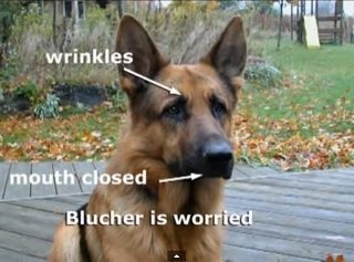 Image: free Dog Bite Prevention Resources